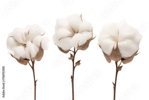Cotton flowers isolated on transparent background.