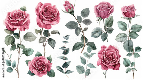 Set elementi acquerello di rose rosa; collezione fiori da giardino; foglie; rami. Botanica; illustrazione, eucalipto; design floreale di nozze photo