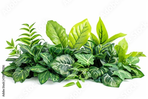 Green leaves of tropical plants bush floral arrangement indoors garden nature backdrop isolated on white background . photo on white isolated background