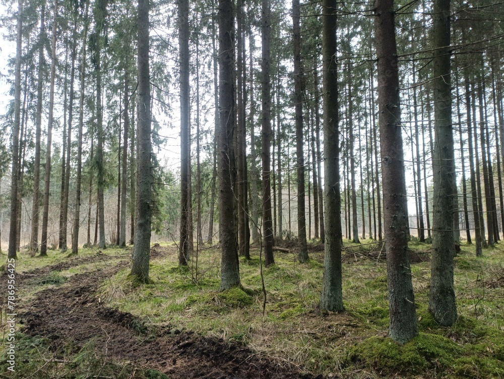 Road in forest in Siauliai county during cloudy early spring day. Oak and birch tree woodland. Cloudy day with white clouds in blue sky. Bushes are growing in woods. Sandy road. Nature. Miskas.	