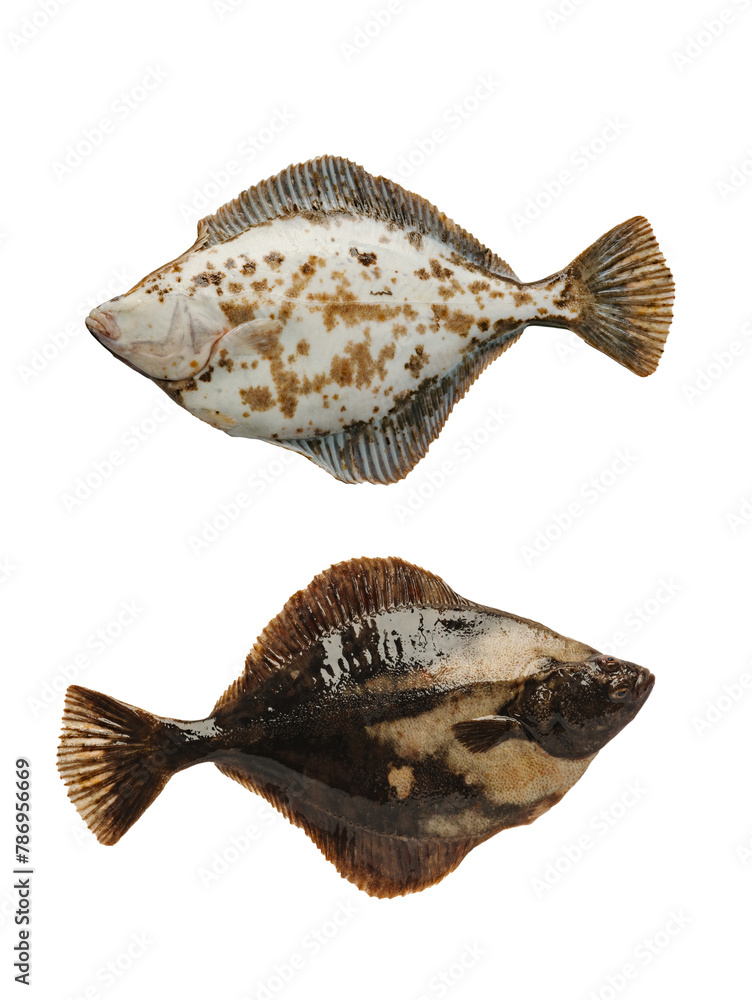 turbot right side isolated on white background turbot right side isolated on white background