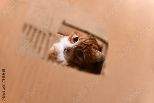 A red cat sitting in a cardboard box looks up through a hole cut out in the box.
