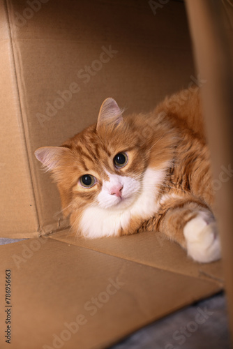 Fototapeta Naklejka Na Ścianę i Meble -  Red cat lies in a cardboard box, Close-up