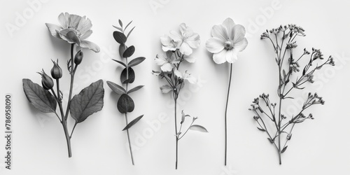 A diverse collection of flowers captured in black and white. Suitable for various design projects