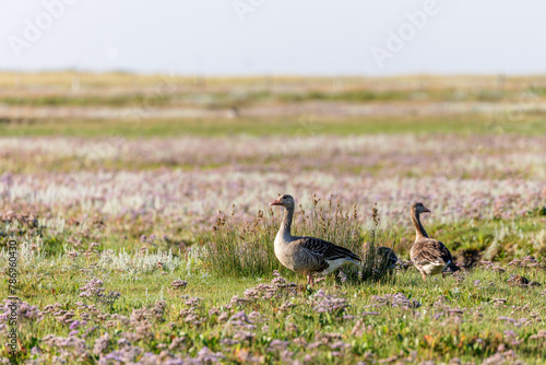 Greylag geese (Anser anser) on the salt marshes on Juist, East Frisian Islands, Germany.