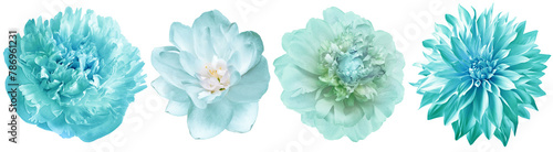 Set  turquoise  peonies  flowers   on  isolated background with clipping path. Closeup..  Nature. .