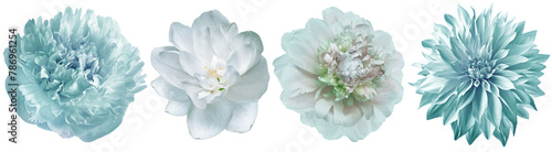 Set  peonies  flowers   on  isolated background with clipping path. Closeup.  Transparent background. Nature.