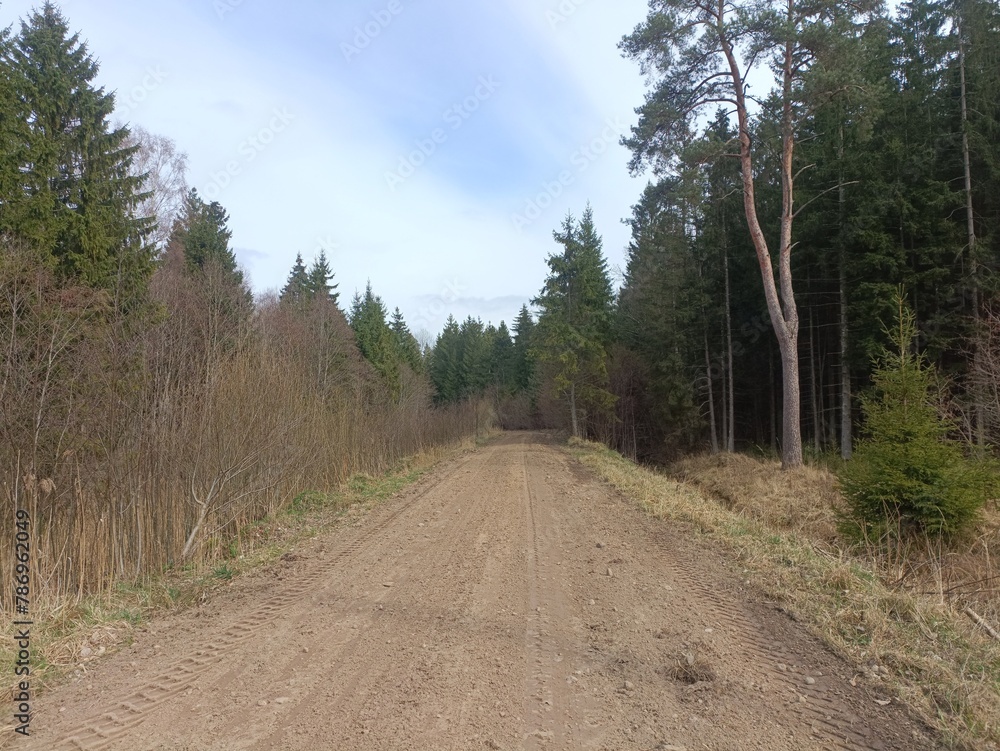 Road in forest in Siauliai county during cloudy early spring day. Oak and birch tree woodland. Cloudy day with white clouds in blue sky. Bushes are growing in woods. Sandy road. Nature. Miskas.	