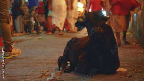 Cow resting on a busy walkway during night time at Rishikesh April 2024