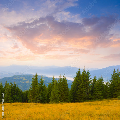 mountain valley with fir forest at the early morning