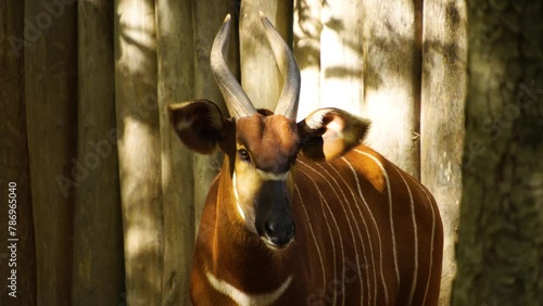 Close up of a  bongo bongo antelope looking around moving his nose photo