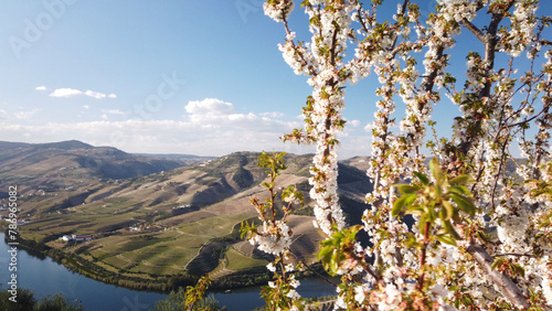 Almond tree blooming © homydesign