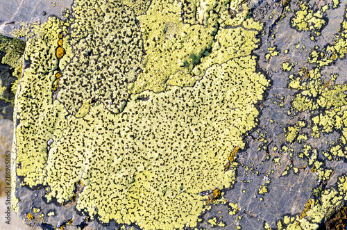 The map lichen (Rhizocarpon...
