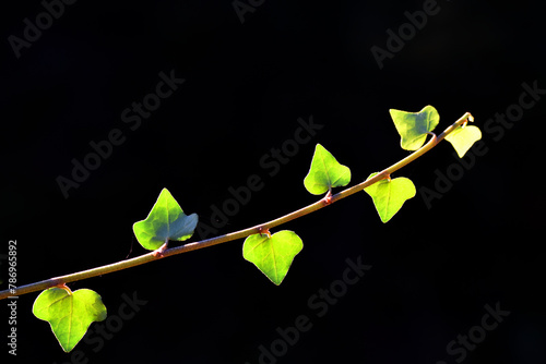 Branch and leaves of ivy (H...
