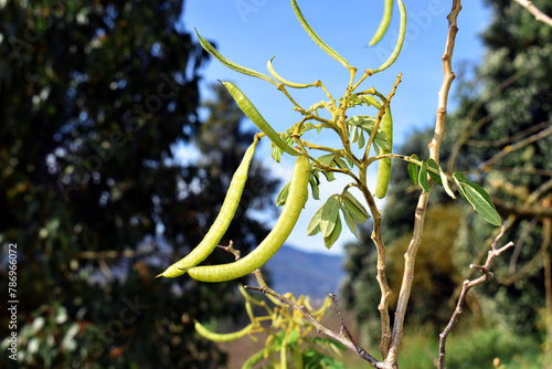 Obraz na plátne Fruits of the glandular senna (Senna multiglandulosa)