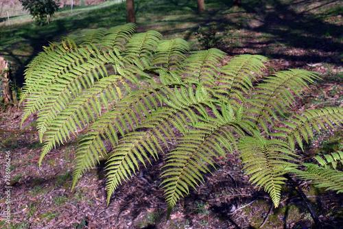 Frond of the fern Sphaeropteris excelsa (or Cyathea brownii) photo