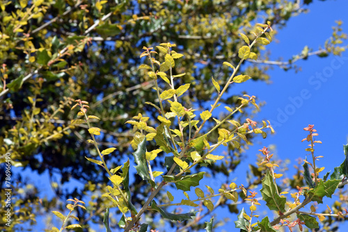 New leaves of the California live oak (Quercus agrifolia)