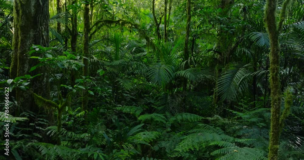 Lush green jungle with abundant trees, plants, and groundcover Lush green jungle with abundant trees, plants, and groundcover