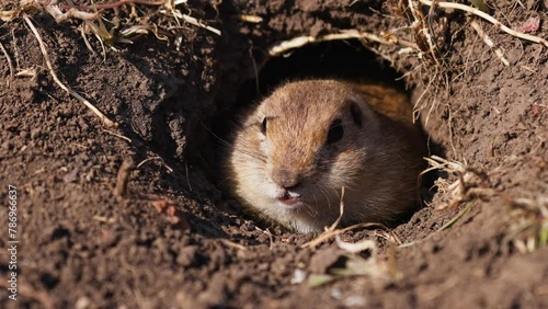Funny gopher looks out of the hole, little ground squirrel or little suslik, Spermophilus pygmaeus is a species of rodent in the family Sciuridae. Suslik in wildlife. Slow motion video photo