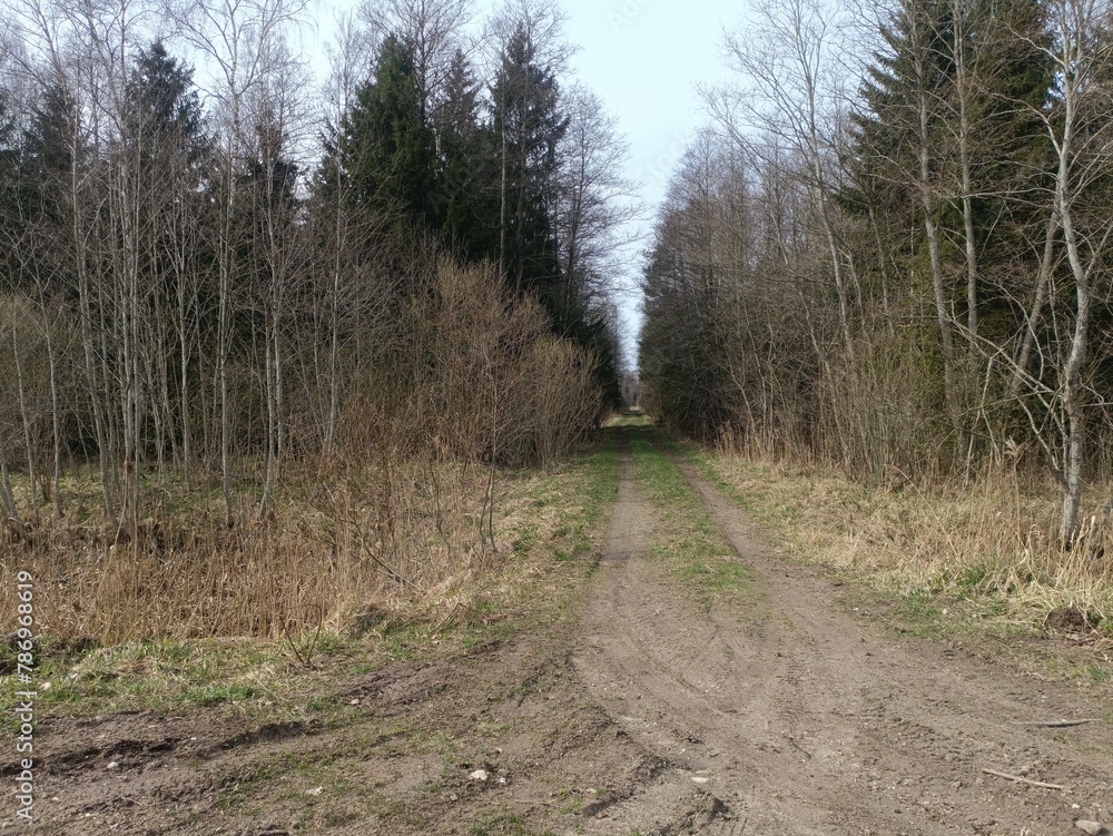 Road in forest in Siauliai county during cloudy early spring day. Oak and birch tree woodland. Cloudy day with white clouds in blue sky. Bushes are growing in woods. Sandy road. Nature. Miskas. Road in forest in Siauliai county during cloudy early spring day. Oak and birch tree woodland. Cloudy day with white clouds in blue sky. Bushes are growing in woods. Sandy road. Nature. Miskas.