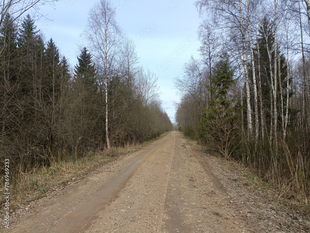 Road in forest in Siauliai county during cloudy early spring day. Oak and birch tree woodland. Cloudy day with white clouds in blue sky. Bushes are growing in woods. Sandy road. Nature. Miskas.	