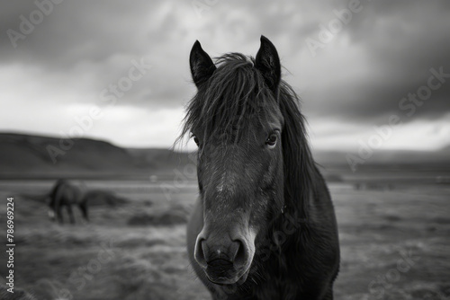 Portrait of an Icelandic horse in steppe