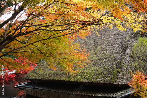 Traditional Japanese style roof and autumn leaves.