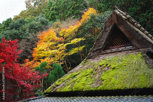 Maple leaves changing color in autumn and a traditional Japanese style house.