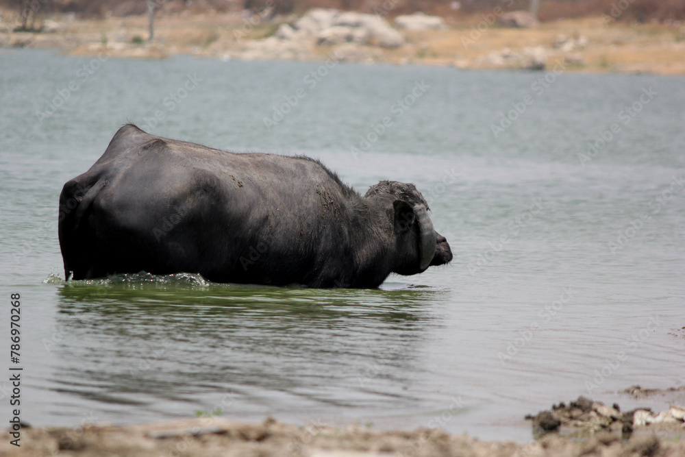 close up shot of buffalo italian buffalo and indian buffalo at water lake close up shot of buffalo italian buffalo and indian buffalo at water lake