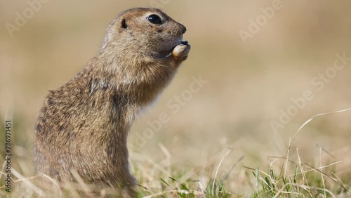 Funny fluffy gopher eat Eating bread, little ground squirrel or little suslik, Spermophilus pygmaeus is a species of rodent in the family Sciuridae. Syslik in wildlife. Slow motion video photo