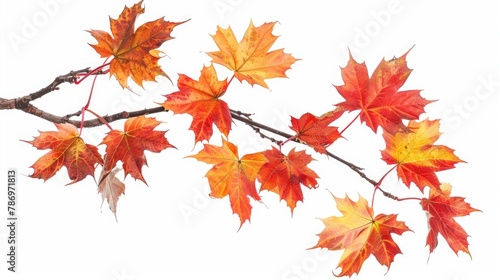 Red orange and yellow maple leaves branch against a white backdrop
