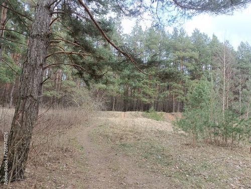 Salduve park during cloudy early spring day. Pine and birch tree woodland. Small trees and bushes are growing in forest. Cloudy day. Nature. Salduves parkas. photo