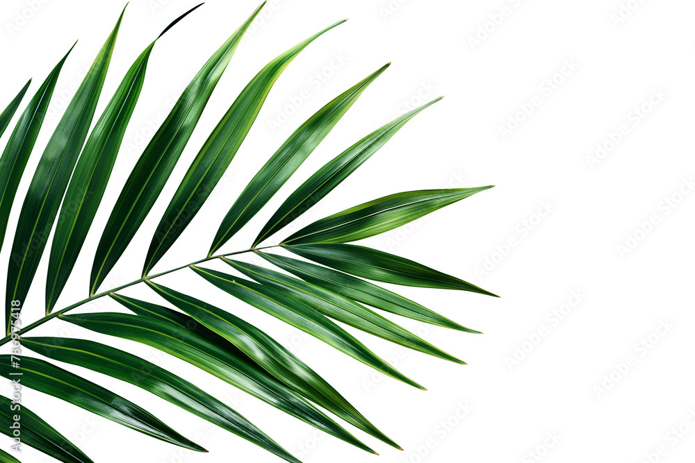 Green palm leaf isolated. PNG file with transparency. Generative Ai Green palm leaf isolated. PNG file with transparency. Generative Ai