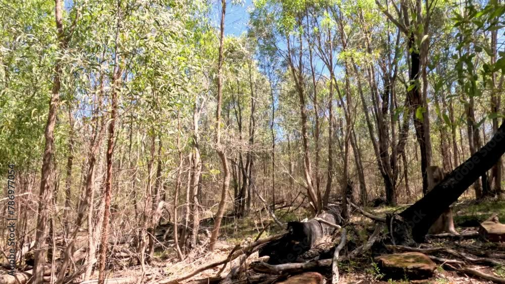 Tranquil Forest Walk Through Time Tranquil Forest Walk Through Time