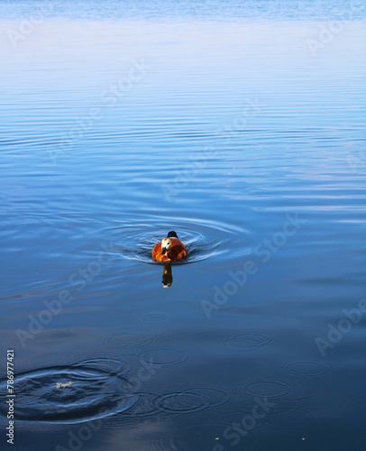 Ruddy shelduck swimming in the blue lake with water waves alone. 