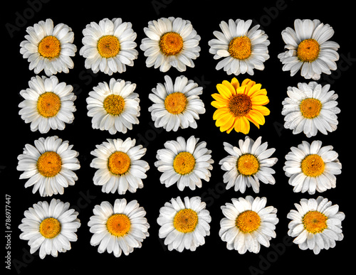 Natural background of white daisies close up on a black background and one yellow daisy. Composition of natural chamomile flowers