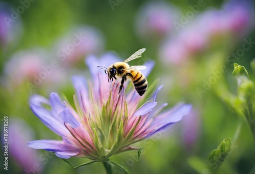bee on a flower © MUHAMMADSHEERAZ