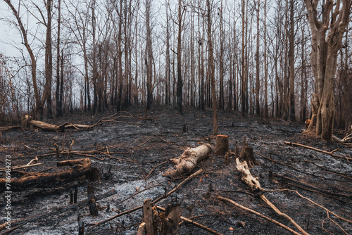 Fields burned in the aftermath of burning season in Laos