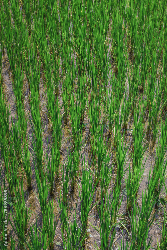 Rice growing in a field Rice growing in a field