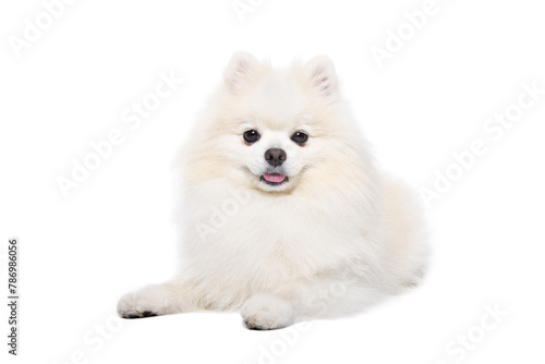Cute Pomeranian Spitz lying isolated on white background