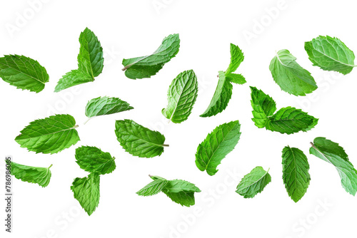 Green Peppermint leaves flying and falling isolated on background, tropical leaf for border element, fresh natural foliage, organic herbal in form of wave and swirl. © TANATPON