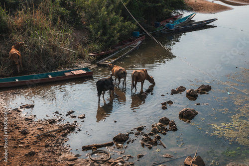 Three cows drinking from a lake