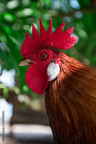 Close up of a rooster in a tree