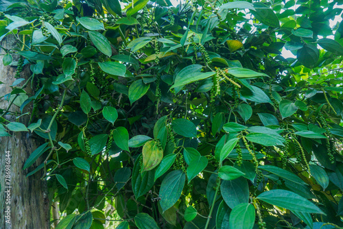 pepper  Piper nigrum  plant in Indonesia  known as lada  is one of Indonesia s main agricultural products