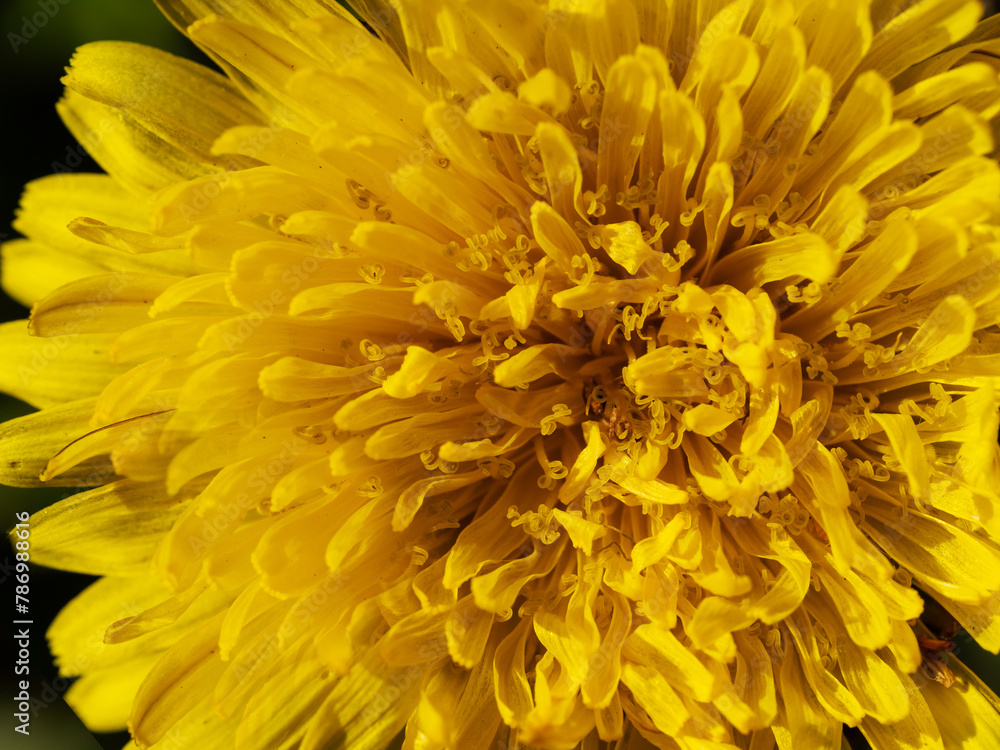 Spring or summer flower background. Dandelions detail. Spring or summer flower background. Dandelions detail.