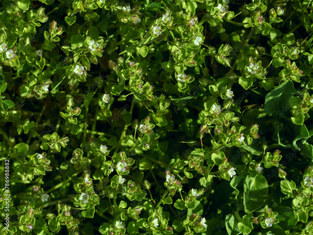 Meadow flowers on green blurred background. Meadow flowers on green blurred background.
