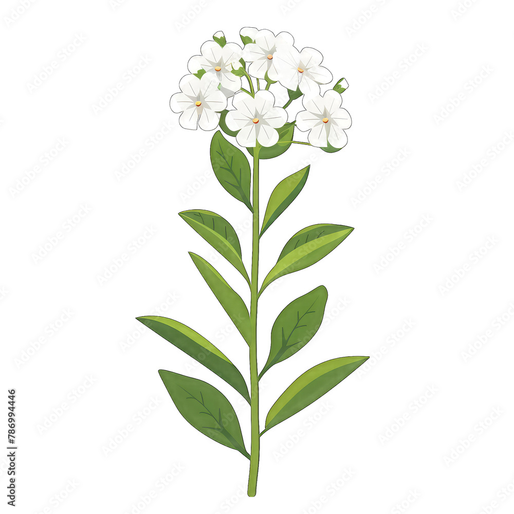 Candytuft in Simple Flat Vector Style Against White Background - Minimalistic Design with Transparent Cut-Out