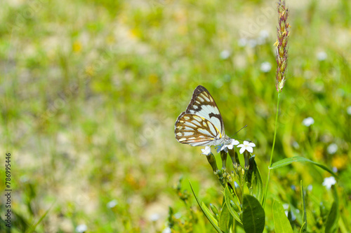 Belenois aurota butterfly on a flower, wildlife animal background wallpaper photo