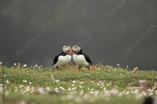 Atlantic Puffins