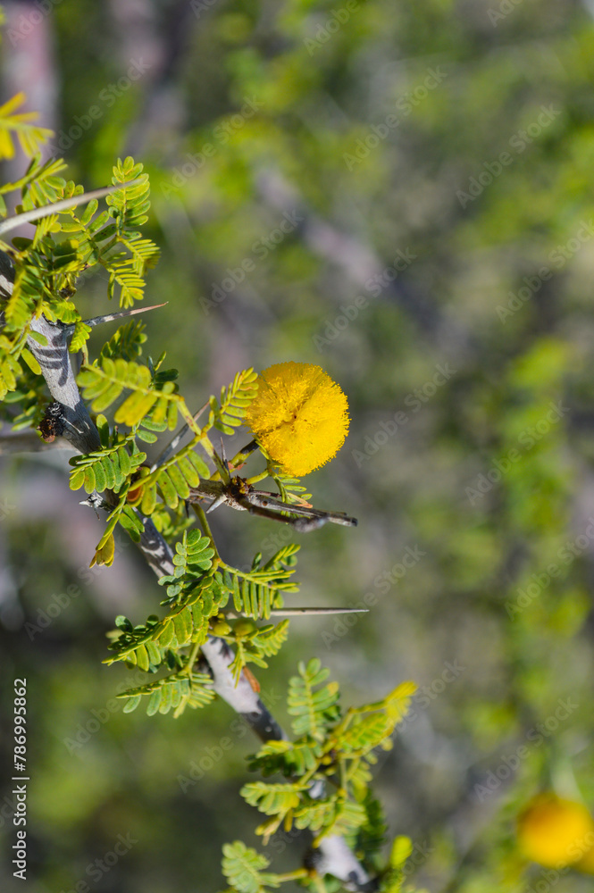 Babul yellow tree vachellia nilotica, wildlife flora egyptian acacia Babul yellow tree vachellia nilotica, wildlife flora egyptian acacia